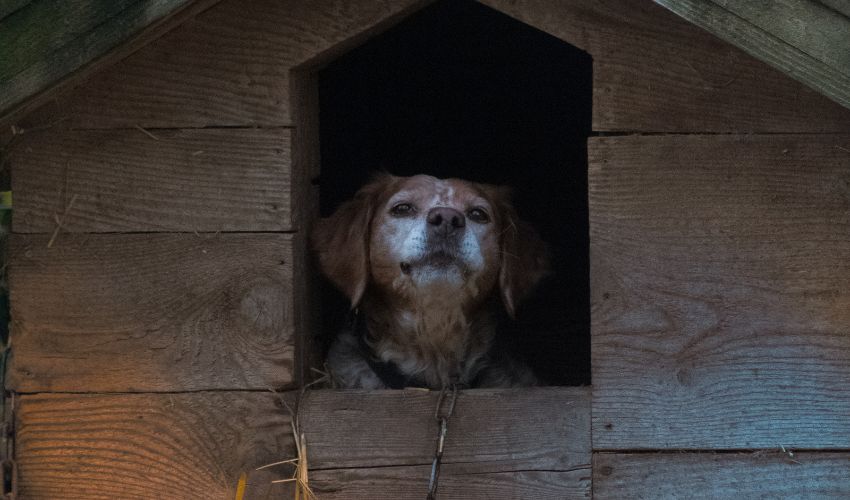 Summer Storms, Heatwaves, and Crisis Boarding_ Is Your Shelter Ready