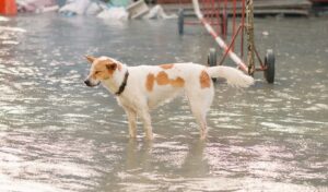 Summer Storms, Heatwaves, and Crisis Boarding_ Is Your Shelter Ready