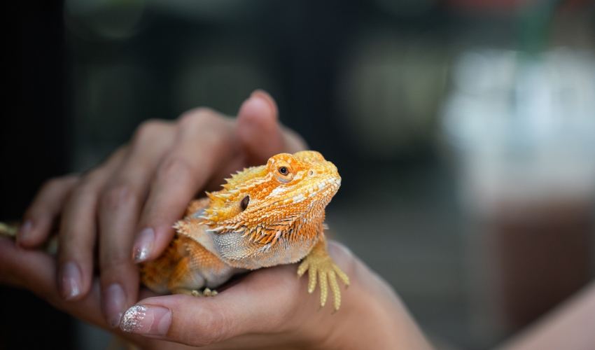 World Lizard Day