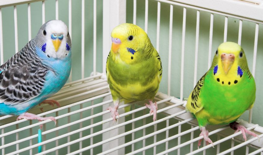Why Rescued Birds Deserve a Second Chance Too