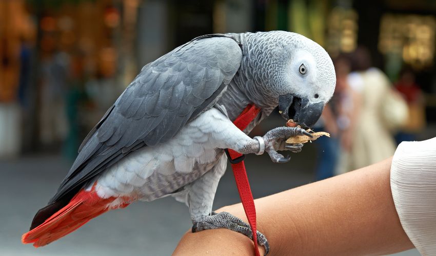 Why Rescued Birds Deserve a Second Chance Too