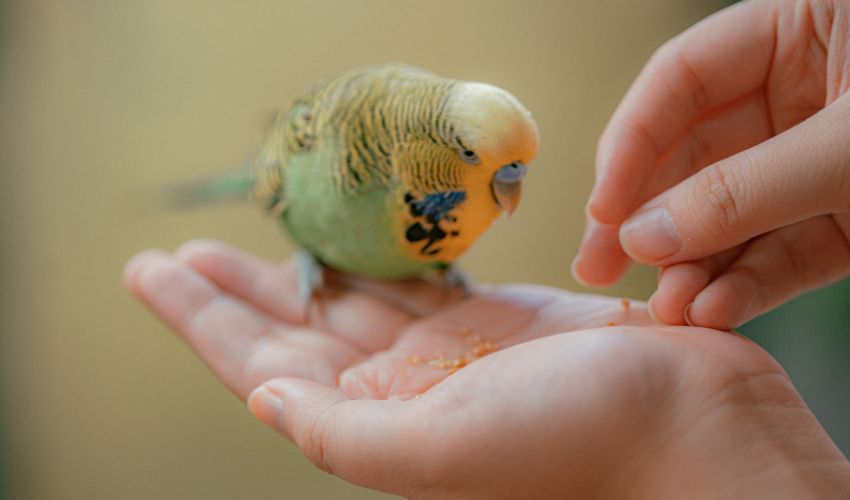 Why Rescued Birds Deserve a Second Chance Too
