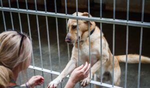 How to Promote Senior Pet Adoption