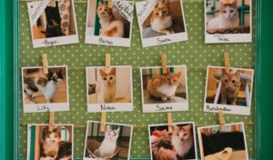 How to Run a “Thanks for Giving” Adoption Event That Actually Works