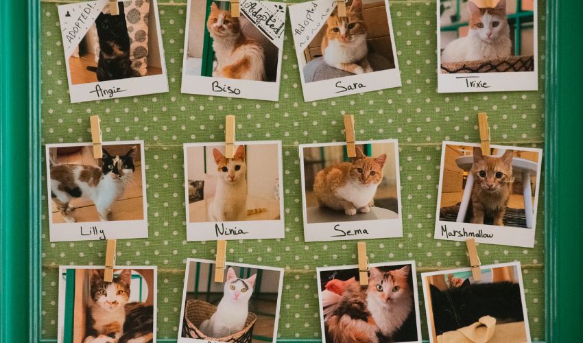 How to Run a “Thanks for Giving” Adoption Event That Actually Works