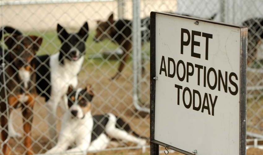 Local pet store hosting senior pet adoption event