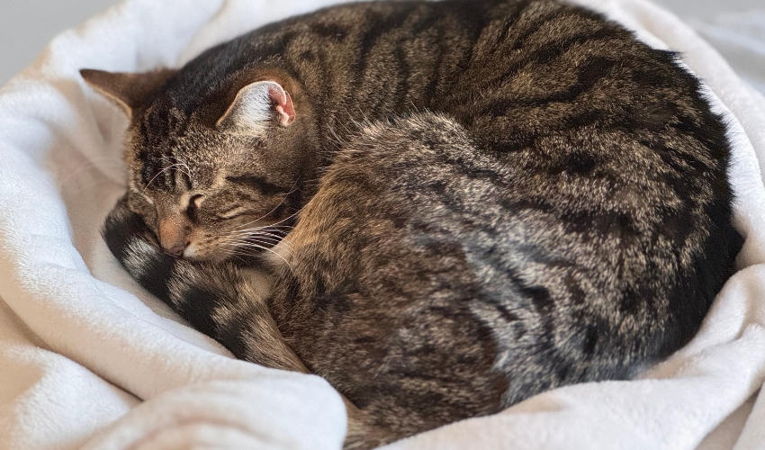 Senior cat sitting on cozy blanket during shelter photoshoot