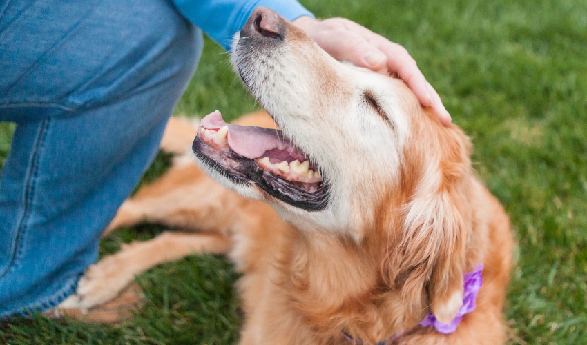 Senior golden retriever smiling next to a volunteer