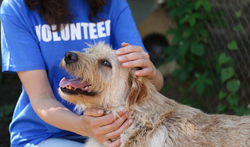 Smiling senior dog with new adopter after shelter adoption