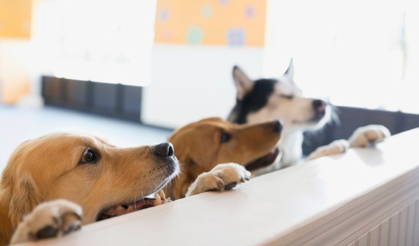 Table Manners 101: Stop Dog Counter-Surfing This Holiday