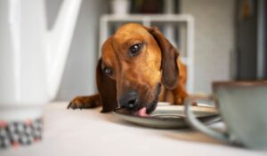 Table Manners 101: Stop Dog Counter-Surfing This Holiday