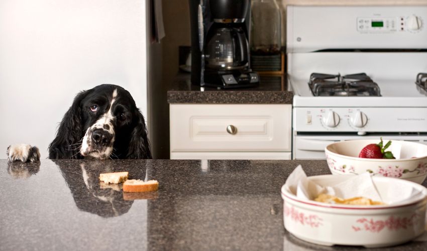 Table Manners 101: Stop Dog Counter-Surfing This Holiday