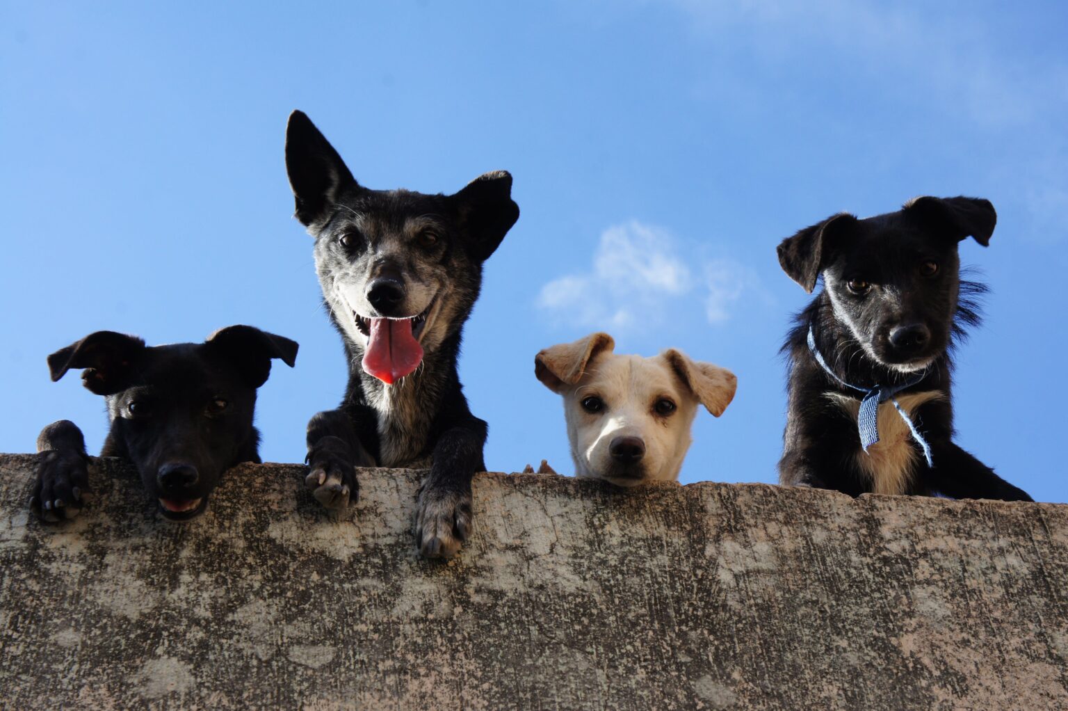 Shelter dogs